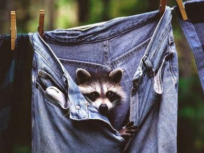 raccoon-copy