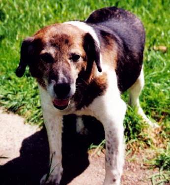 jasper2 Jasper, thinking summer beats winter.