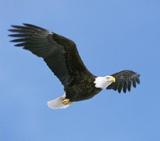 eagle_flying-442