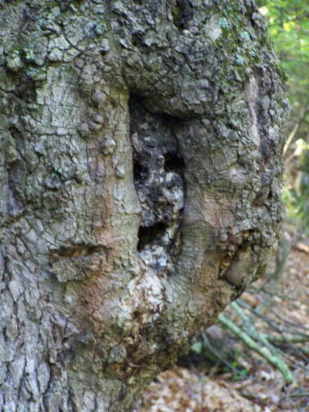Tree Face_1