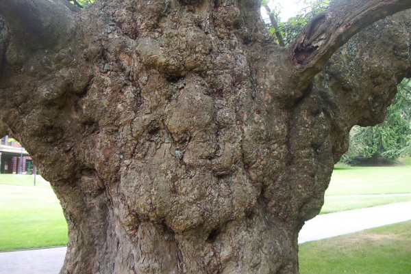 Tree Face_2