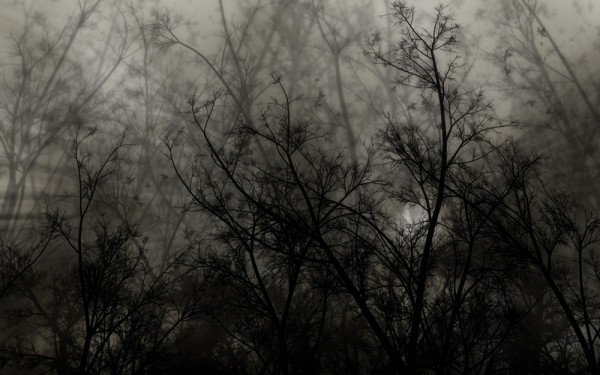Fog in the Forest