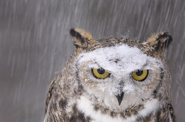 Photo credit: Joel Sartore (http://www.joelsartore.com/)