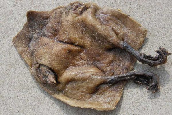 May I offeryou some guga/ Perhaps not THE original, accept no substitutes, "stinking bird", but a fine specimen nonetheless!